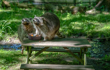 Waschbären an der Futterschale