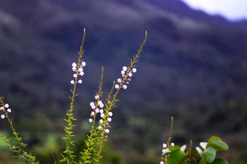 flowers, grass and sky