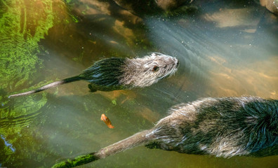 Wasserratten, Nutrias