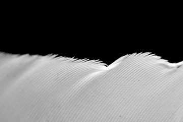 Macro Close Up Of White Feather on Black Background