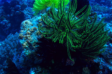 coral reef underwater / lagoon with corals, underwater landscape, snorkeling trip