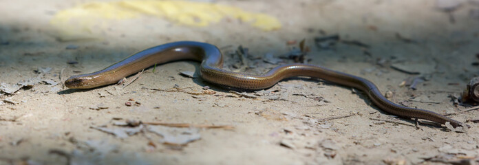 Slow Worm lies and crawls on forest sand in full body length 