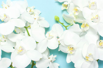 Naklejka na ściany i meble Beautiful White Phalaenopsis orchid flowers on pastel blue background top view flat lay. Tropical flower, branch of orchid close up. Orchid background. Holiday, Women's Day, Flower Card, beauty