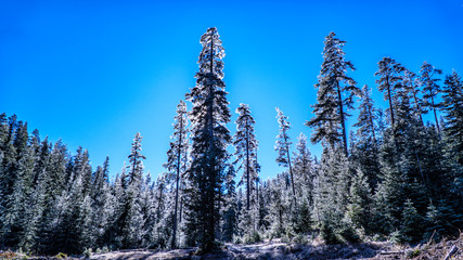 blue sky with frozen pine forest in background