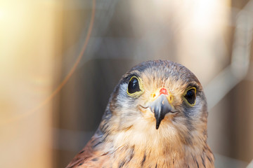 little Falcon Sunny day. bird of prey, cheerful mood. smile.