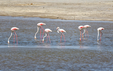 Flamingo in Jeddah, Saudi Arabia