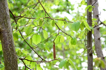 Die ersten Blätter treiben aus - es wird Frühling 