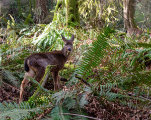 Black tailed deer in the forest