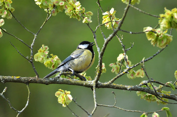 Obraz premium mésange charbonnière