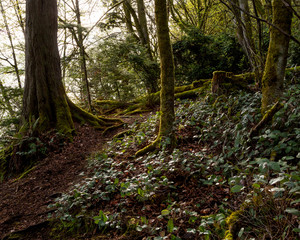 Pacific Northwest Forest at sunrise