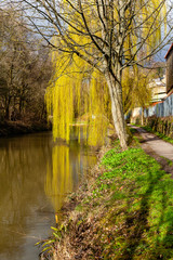 Weeping willow by the canal.
