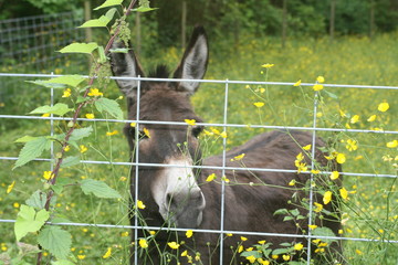 Donkey in flowers