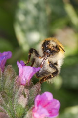 A bumblebee smells a pulmonaria bloom.