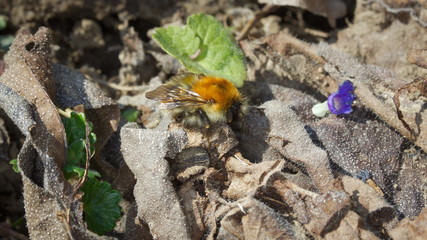 A bumblebee in my garden
