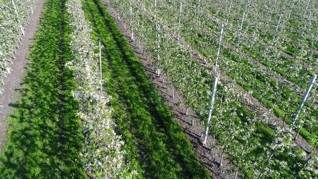 Apple orchards in Valtellina, aerial view