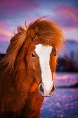 Beautiful red horse with long mane. Portrait of an Icelandic horse on a sunset background.
