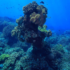 Naklejka na ściany i meble gorgonian large branching coral on the reef / seascape underwater life in the ocean