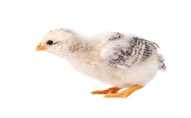 Small chicken isolated on white background. Newborn chicken with clipping path.