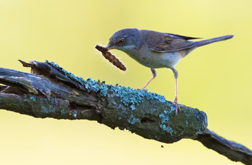 Male Common whitethroat holds a caterpillar in beak for his children