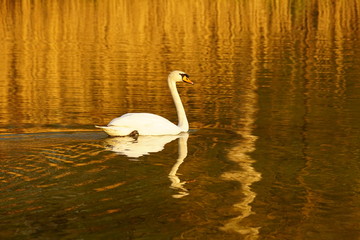 Fototapeta premium Mute Swan on a lake with reed