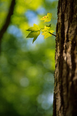 Sunlit Leaves Vertical 