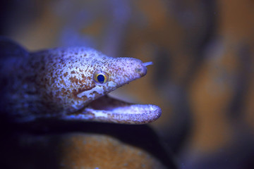 moray eel under water / beautiful sea underwater view