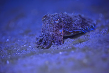 cuttlefish underwater / underwater world, marine life wildlife animal diving in the Pacific Ocean