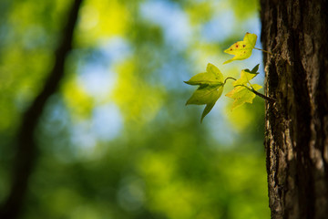 Sunlit Leaves Horizontal 