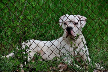 beautiful cute dog is guarding property in the forest