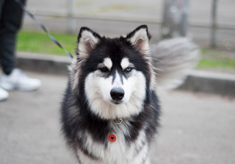 Black And White Dog  With Multi-Colored Eyes For A Walk 