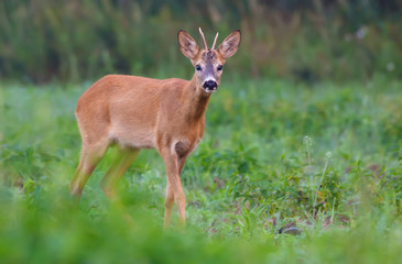 Young Male Roe deer ready for fight on green grass field in early summer day