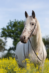 Friesen Mix Wallach