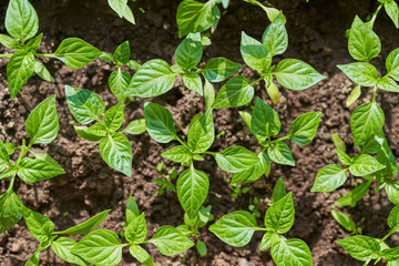 Young seedlings of peppers in the box