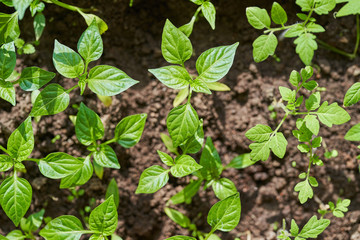 Young seedlings of peppers in the box