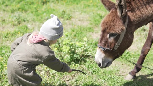 Little girl feeds a donkey in the field. A brave child brings a donkey food and gives him a carob fruit in his mouth. Donkey happy to chew food