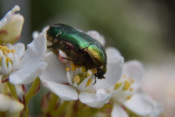 Insecte du jardin Cétoine verte
