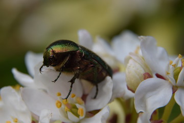 Insecte du jardin Cétoine verte