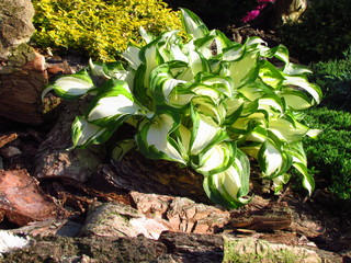 Hosta, also named Funkia, white leaves with green borders, favorite ornamental plant close-up