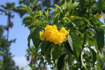 Obraz premium yellow tropical flowers on a green Bush