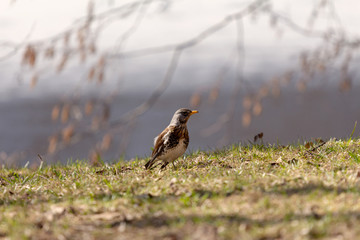 thrush seeking food in green grass