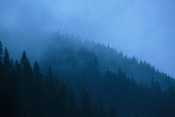 Early morning blue tones and foggy forests along the Lochsa River in Idaho.