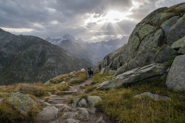 Flock of sheeps encountered on hiking trail in Swiss Alps mountains with dramatic dark clouds and sun rays in backgroud