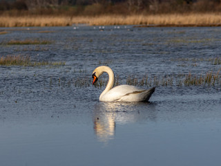 A wild white swan in the natural reserve in the Canton of Zurich in Switzerland - 1