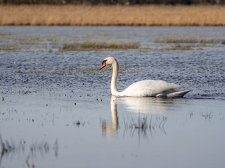 A wild white swan in the natural reserve in the Canton of Zurich in Switzerland - 4