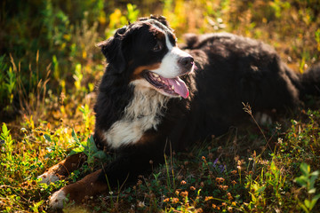 Bernese mountain dog in the yellow field