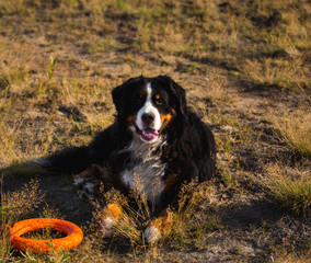 Bernese mountain dog in the yellow field