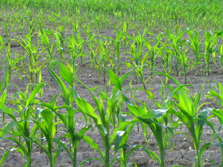 field with young plants of maize, agricultural crops, feed production, Zea mays