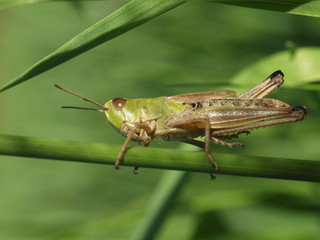 Macro of a green grasshopper balancing on a blade of grass