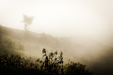 Niebla