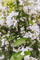 Fototapeta premium Cherry apple blossoms over blurred nature background. Spring flowers. Spring Background with bokeh. spring blossom